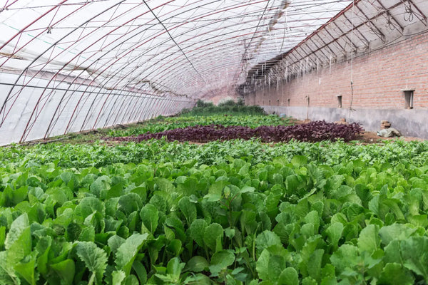 Protecting Your Harvest: The Importance of Secure Agricultural Buildings